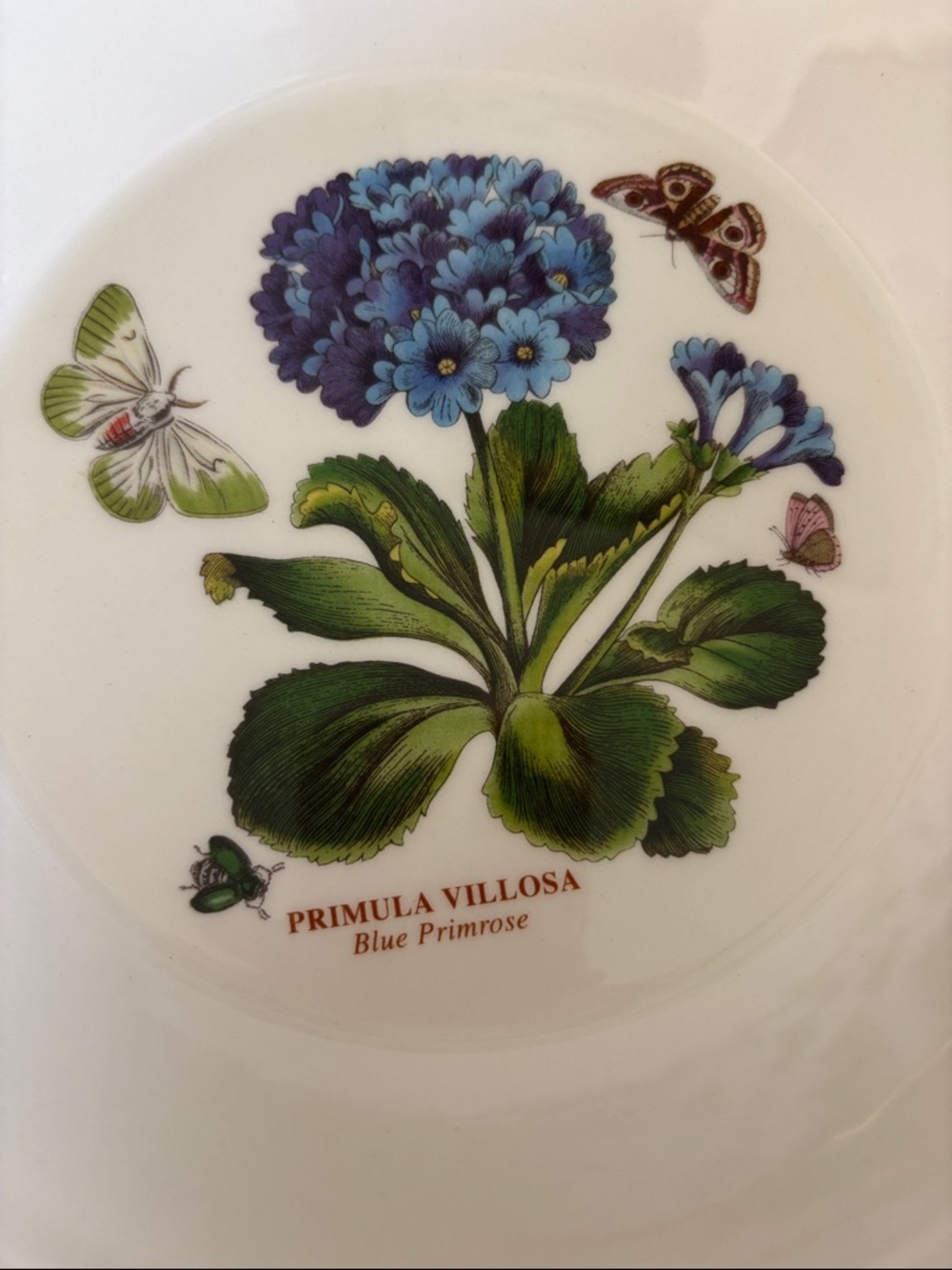 Portmeirion Botanic Garden 8.5 salad or cereal bowl. - Picture 2 of 4